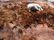 The Alpaca Fur Throw by Samantha Holmes  Thumbnail